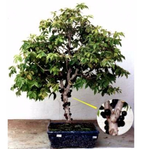 15 Sementes De Jabuticaba Anã  - Bonsai Para Mudas