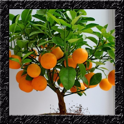 20 Sementes Orange Tree - Laranjeira Anã Fruta -