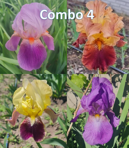 Combo (4) 4 Rizomas De Lirios Barbados O Iris Germanica 