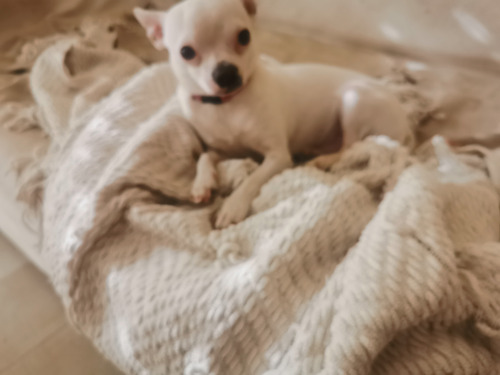 Imagen 4 de 4 de Chihuahua Quiere Ser Padre