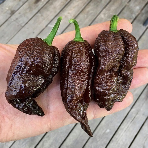 200 Sementes Pimenta Bhut Jolokia Chocolate.