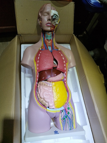 Modelo Anatómico Del Cuerpo Humano  Mide 100cm. 