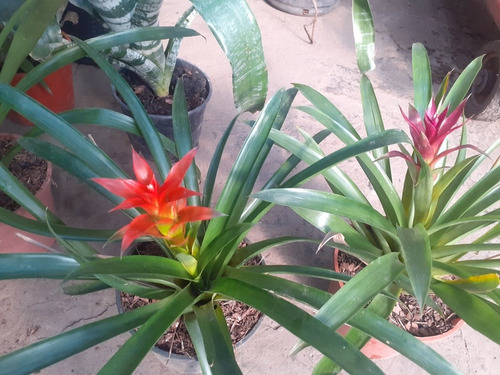 Imagen 2 de 2 de Planta De Interior Guzmania M14