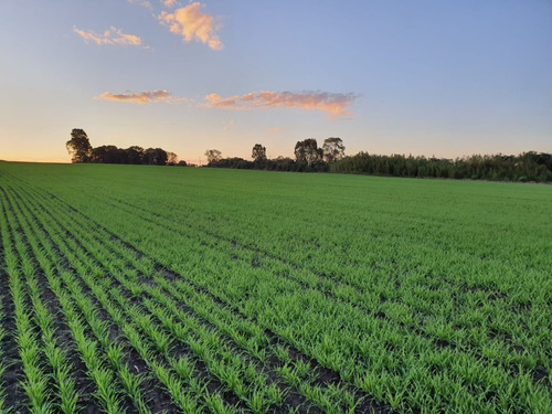 Imagen 2 de 6 de Campo En Venta En Carmelo Con Vista Al Rio De La Plata