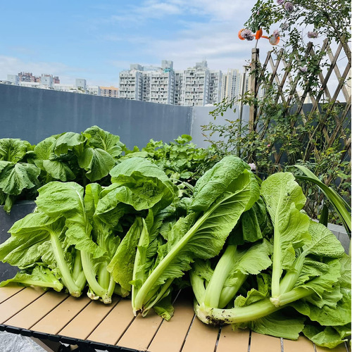 Mas De 4000 Semillas De Mostaza De Hoja Ancha De Florida Par