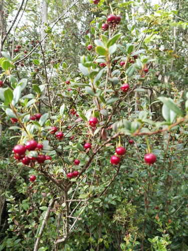 Increíble Parcela Con Bosque Nativo En Chabelita Valdivia