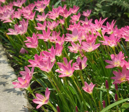 Bulbos De Zephyranthes Robusta Rosa Lírio Do Vento | MercadoLivre