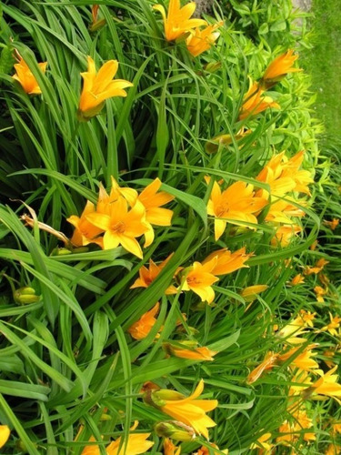 Flor De Un Día Hemerocallis Puerto Jardín Plantas