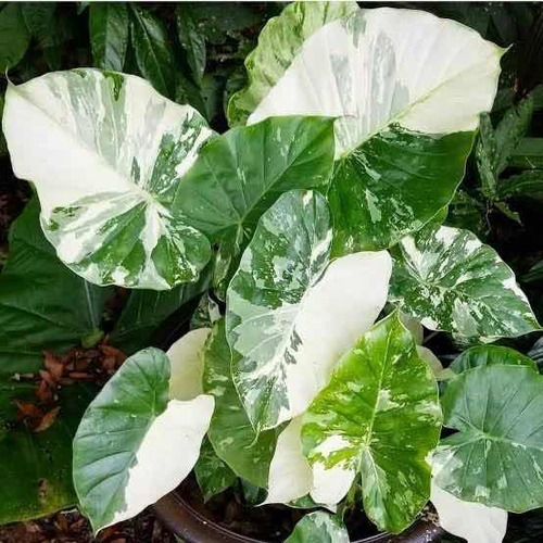 Planta Alocasia Variegada