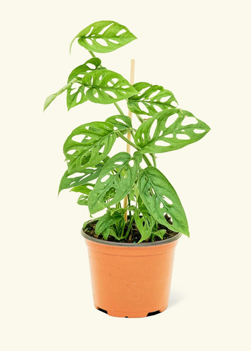 Muda Da Magnífica Costela De Eva - Monstera Adansonii