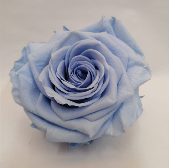 Rosa Eterna Azul Rey | MercadoLibre ?
