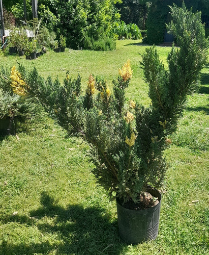 Libocedro (calocedrus Recurrens) - Cedro Bicolor - Cañuelas