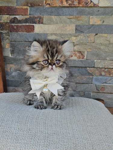 Hermosas Gatitos Persas Machitos