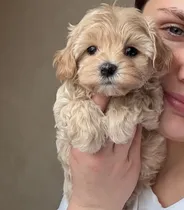 Comprar Cachorros Maltipoo Macho Y Hembra
