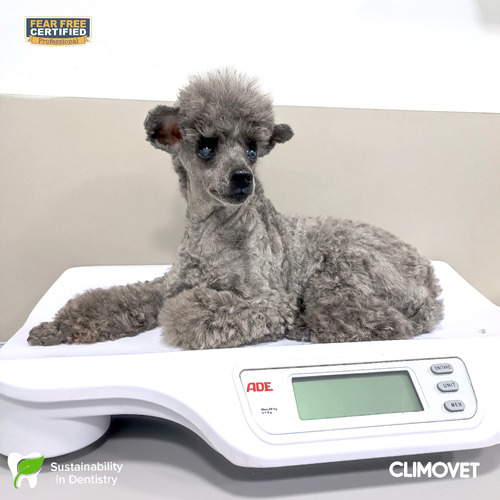 Servicio De Odontología Veterinaria