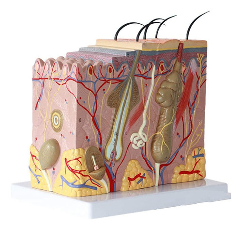 Modelo De Piel 50x Anatomía Anatómica Agrandada Del Modelo D