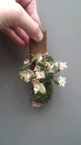 150 Semillas De Mini Orquidea Nuve