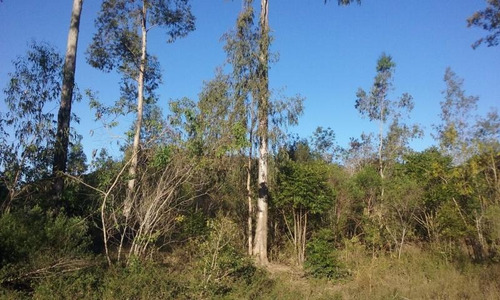 Imagem 2 de 9 de Área Rural Para Venda Em Sertão Santana, Linha Alfredo Silveira - Sertão Santana - 3026_1-820982