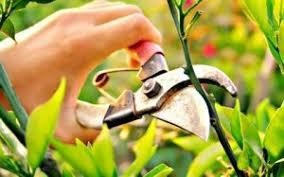 Servicio De Jardinería Integral1158437820multinivel