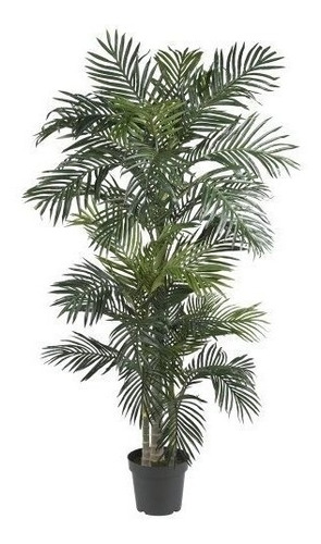 Casi Natural  Golden Cane Palm Silk Tree 65feet Green