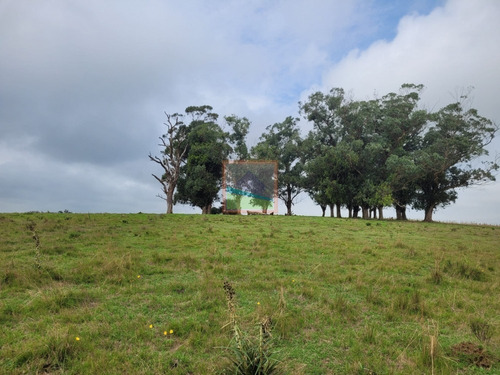 Imagen 7 de 30 de Campo Ganadero 77hás Garzón/rocha