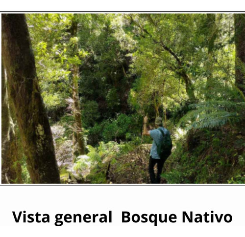 Agrícola Forestal En Venta En Cunco Ideal Proyecto Turistico