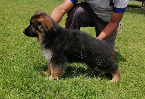 Cachorro Pastor Alemán Macho 