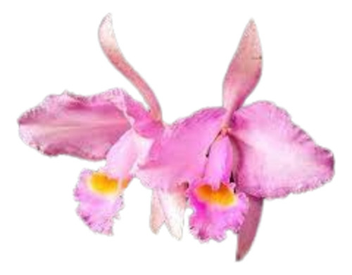 Orquídea Cattleya Trianae Concolor