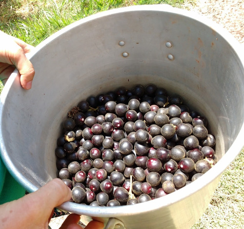 Fruta Tarumã Uva Do Cerrado - Sementes Arvore Nativa P/ Muda