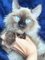 Comprar Gatitos Ragdoll Originales