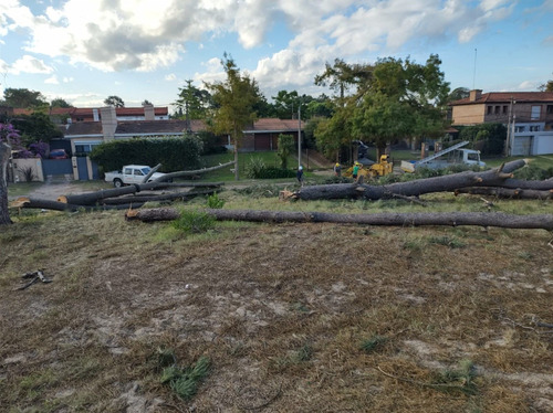 Imagen 2 de 10 de Limpiezas De Montes Y Terrenos En General