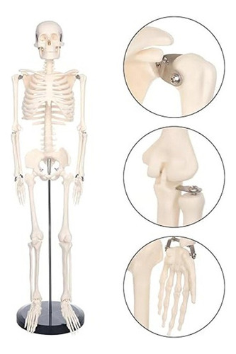 Esqueleto Humano 85 Cm/33.5  - Modelo Anatómico Con Soporte 