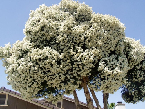 Imagem 3 de 8 de 200 Sementes Melaleuca Alternifolia Tea Tree + Frete Gratis