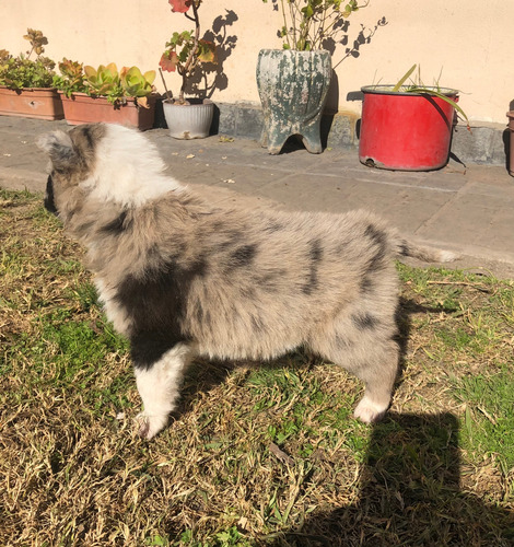 Cachorros Border Collie Blue Merles