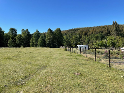 Campo