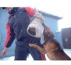 Imagem 2 de 3 de Aulas Para Todas As Raças Adestramento De Cães Em 3 Dvds Z7p