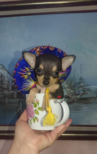 Chihuahua Hermoso Cachorro Pureza Garantizada  X 450 Machito