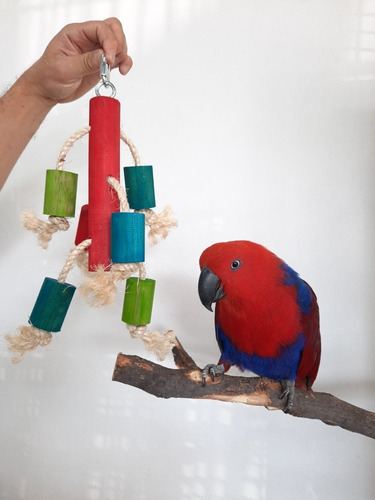 Juguete De Madera Aves Medianas A Grandes Loros Qro