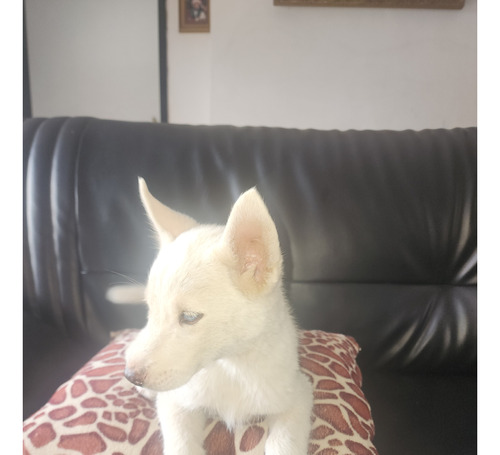 Cachorros Husky Siberiano 