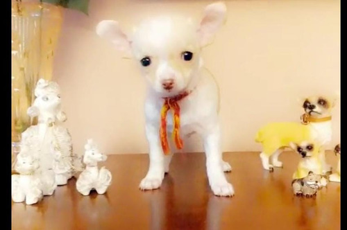 Bellos Cachorros  Chihuahua Mini Toy Puros 450 Blancos Beige