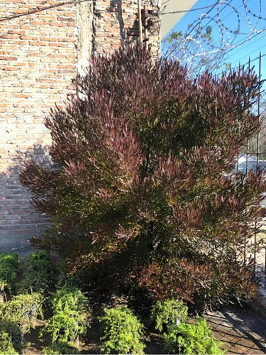Plantas Para Cercos, Cercos Vivos, Dodonaea Viscosa 10ts