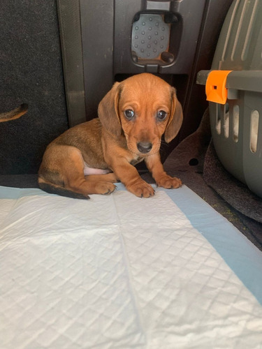 Salchichas Teckels Dachshund Mini