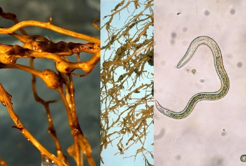 Nematicida Organico Extracto Higuera, Cempasúchil Anema 20 L