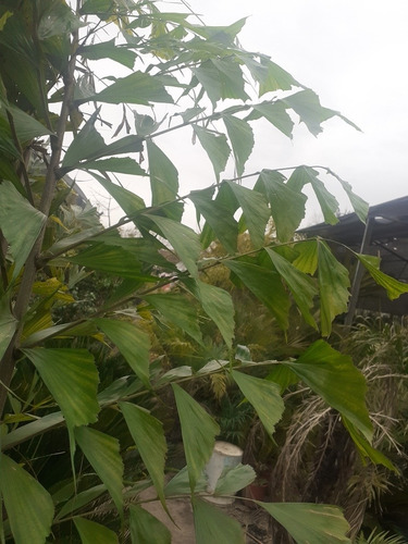 Imagen 5 de 5 de Caryota Urens, Palmera Cola De Pez 10lts