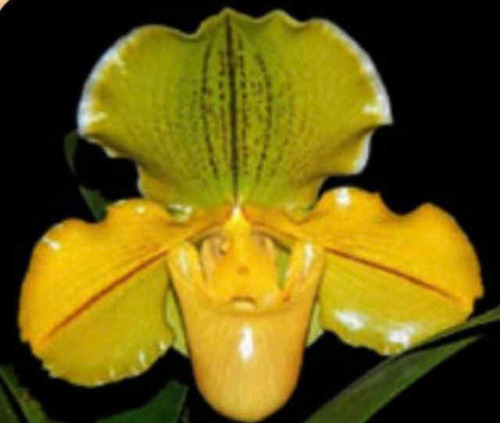Imagen 7 de 10 de Orquídeas Paphiopedilums O Zapatitos
