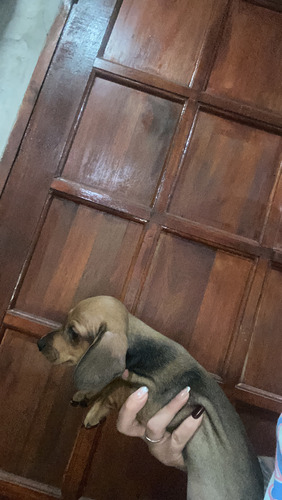 Salchicha Mini Arlequín Plata