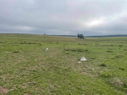Imagen 8 de 21 de 270 Hectareas Ganaderas A 28 Km De Minas 3300 Dólares La Hec