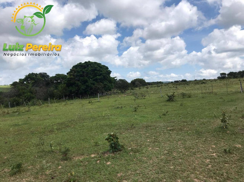 Imagem 9 de 15 de Fazenda À Venda Em Corguinho - Ms - 1.063 Hectares (dupla Aptidão) - 1941