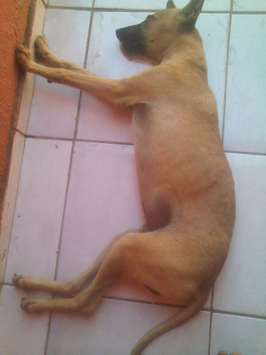 Cachorro Bem Obediente