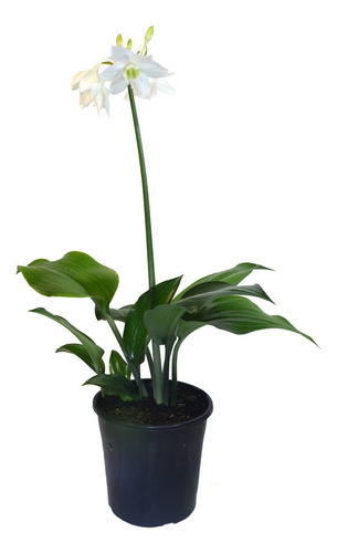 Eucharis Amazonica (planta Plato Y Taza)
